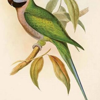 Earl of Derby's Parakeet by John Gould