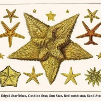 Edged Starfishes
