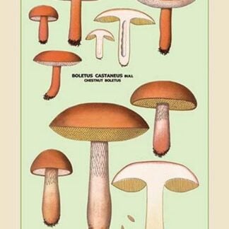 Edible Fungi: Boletus Castaneus and Edulis