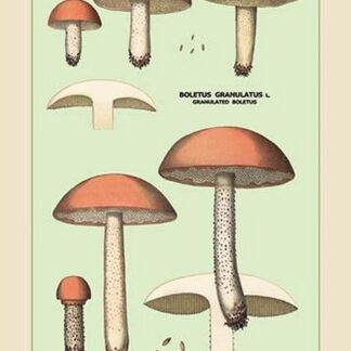 Edible Fungi: Boletus Granulatus and Versipellis