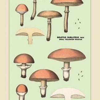 Edible Fungi: Boletus Luteus and Subluteus