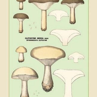 Edible Fungi: Clouded Clitocybe