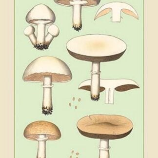 Edible Fungi: Common Mushroom