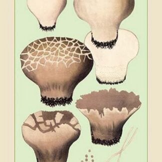 Edible Fungi: Cup Shaped Puff-Ball