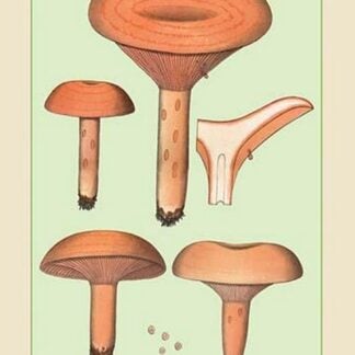 Edible Fungi: Delicious Lactarius