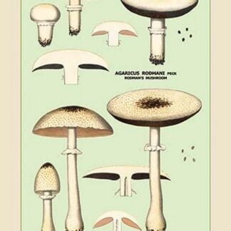 Edible Fungi: Flat-Cap Mushroom