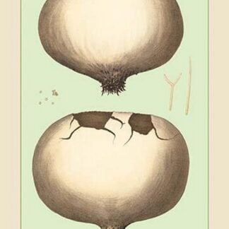 Edible Fungi: Giant Puff-Ball