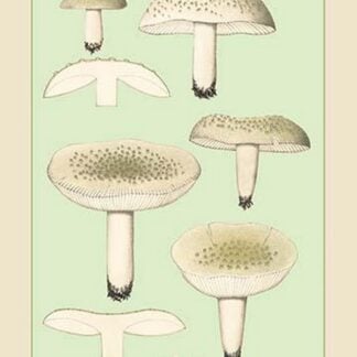 Edible Fungi: Greenish Russula