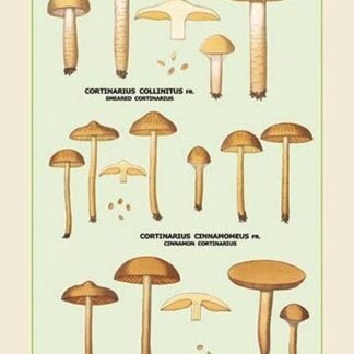 Edible Fungi: Half Red Cortinarius