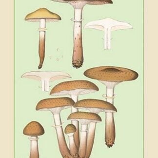 Edible Fungi: Honey-Colored Armillaria