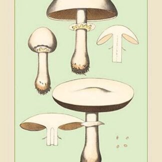Edible Fungi: Horse Mushroom