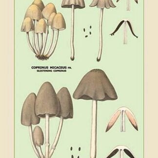 Edible Fungi: Inky Coprinus