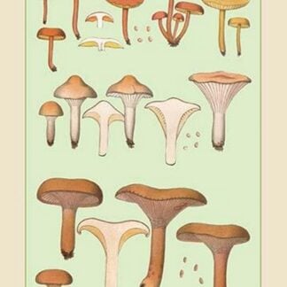 Edible Fungi: Involute Paxillus