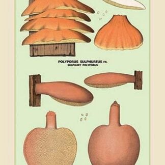 Edible Fungi: Liver Fistulina