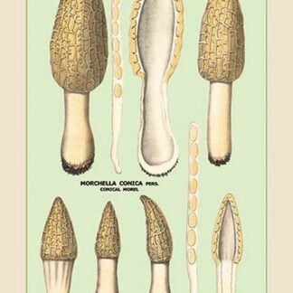 Edible Fungi: Morels