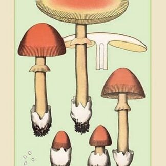 Edible Fungi: Orange Amanita