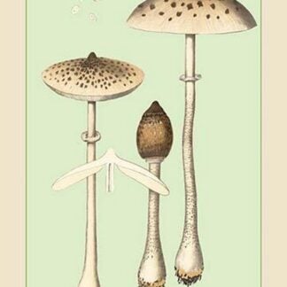 Edible Fungi: Parasol Mushroom