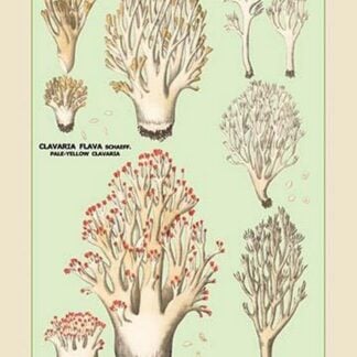 Edible Fungi: Red-Tipped