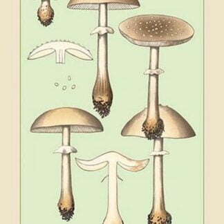 Edible Fungi: Reddish Amanita