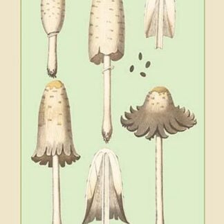 Edible Fungi: Shaggy Coprinus
