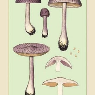 Edible Fungi: Violet Cortinarius