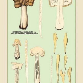 Edible Fungi: White Helvella