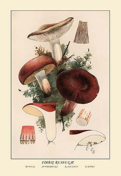 Edible Russucae by W. Hamilton Gibson
