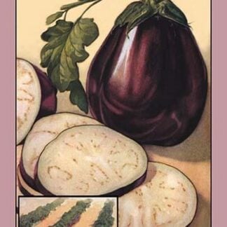 Eggplant