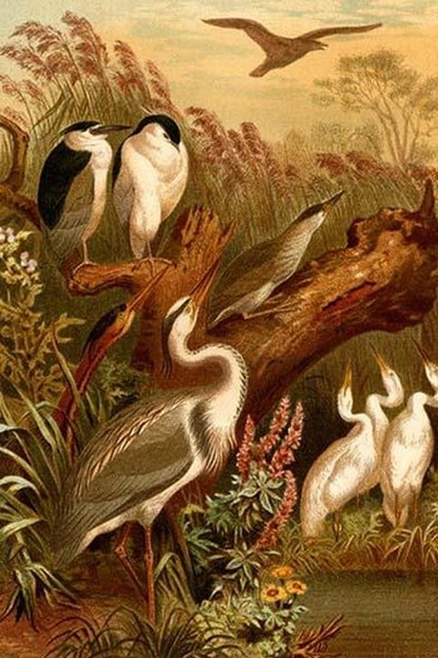 Egrets and Cranes by Friedrich Wilhelm Kuhnert
