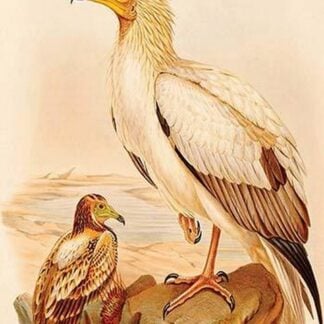 Egyptian Vulture by John Gould