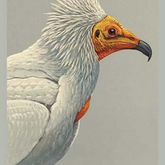 Egyptian Vulture by Louis Agassiz Fuertes