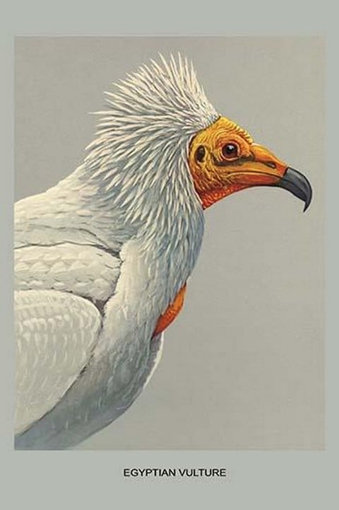 Egyptian Vulture by Louis Agassiz Fuertes