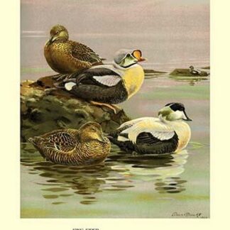 Eider and King Eider Ducks by Allan Brooks