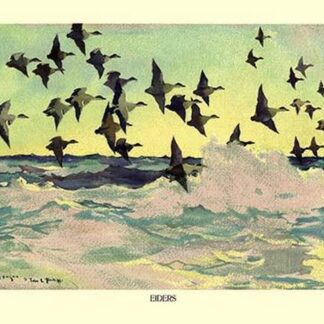 Eiders by Frank W. Benson