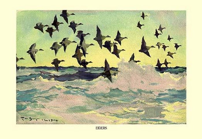 Eiders by Frank W. Benson