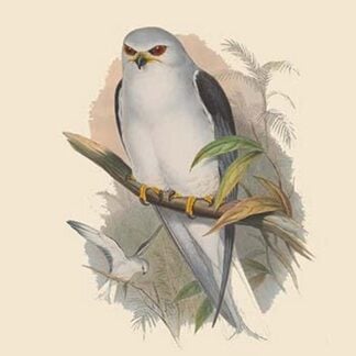 Elanus Hypoleucus - Celebean - Black-Winged Kite by John Gould