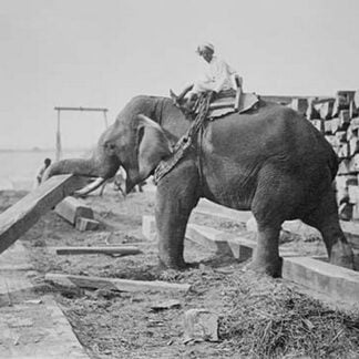 Elephant Moves Huge Logs for Indian Master and stack them in piles