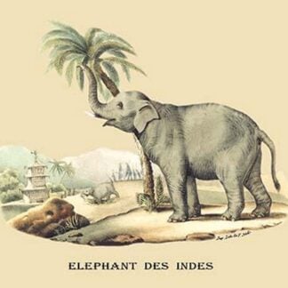 Elephant d'Inde by E. F. Noel
