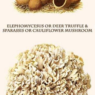 Elephomycesus Or Deer Truffle & Sparassis Or Cauliflower Mushroom By Edmund Michael