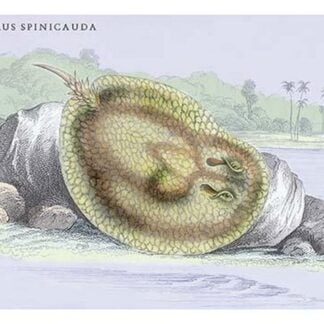 Elipersurus Spinicauda by Robert H. Schomburgk