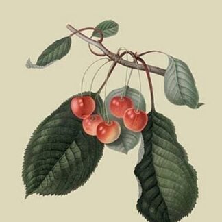 Elton Cherry by William Hooker #2