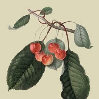 Elton Cherry by William Hooker