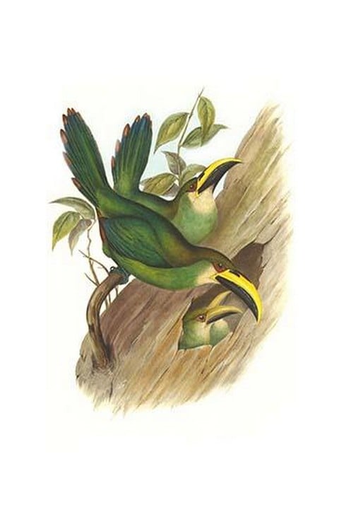 Emerald Toucanet by John Gould