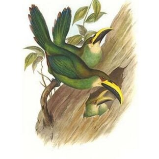 Emerald Toucanet by John Gould