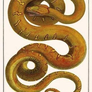 Emerald tree Boa by Albertus Seba