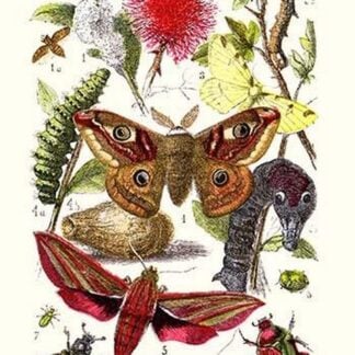 Emperor Moth