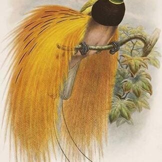 Empress of Germany Bird of Paradise by John Gould
