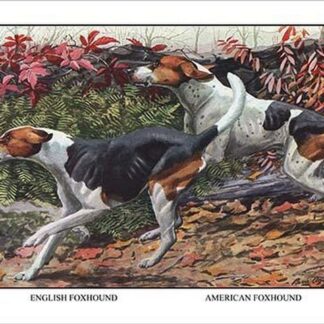 English Foxhound and American Foxhound by Louis Agassil Fuertes