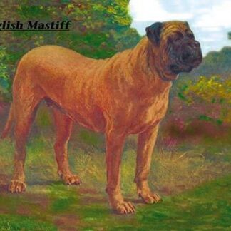 English Mastiff Champion