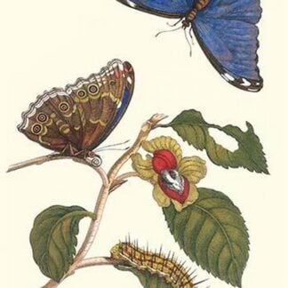 Epiphytic Climbing Plant with a Peleides Blue Morpho Butterfly and a Gulf Fritillary by Maria Sibylla Merian